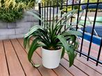 Clivia miniata kamerplant incl pot, Ophalen, Overige soorten, Halfschaduw, In pot