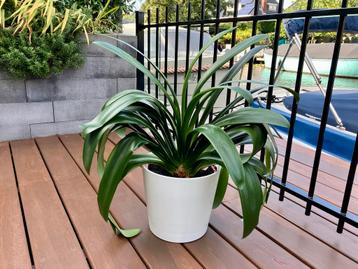 Clivia miniata kamerplant incl pot beschikbaar voor biedingen