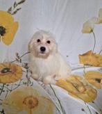 Shih Tzu, Dieren en Toebehoren, 15 weken tot 1 jaar, Overige rassen, CDV (hondenziekte), Teef