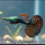 Unieke Platinum Dragon Guppen (mix blauw/rood), Dieren en Toebehoren, Vissen | Aquariumvissen, Vis