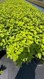 Hydrangea paniculata limelight pluimhortensia’s, Tuin en Terras, Planten | Tuinplanten, Ophalen of Verzenden, Zomer, Overige soorten
