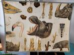 Antieke schoolplaat - Kalahari, Ophalen, Natuur en Biologie