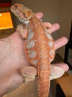 Gaaf gekleurde baardagaam man jonkie, Dieren en Toebehoren, Hagedis, 0 tot 2 jaar