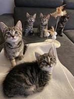 Europese korthaar mix abessijn baby kitten vader is abbesijn, Dieren en Toebehoren, Katten en Kittens | Raskatten | Korthaar, Meerdere dieren