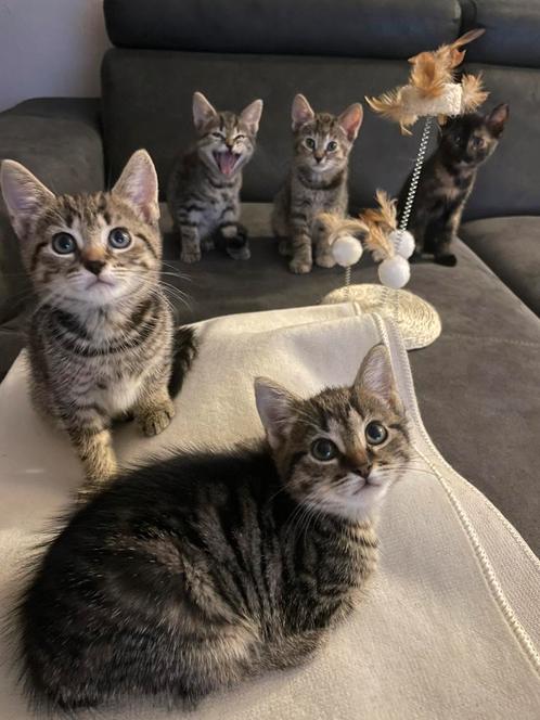 Europese korthaar mix abessijn baby kitten vader is abbesijn, Dieren en Toebehoren, Katten en Kittens | Raskatten | Korthaar, Meerdere dieren
