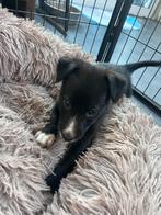 F1 sport borderwhippet pups bordercollie x whippet, Whippet, Reu, CDV (hondenziekte), 8 tot 15 weken