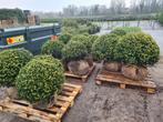 Ilex Crenata Convexa bolvormen in alle maten, Tuin en Terras, Planten | Struiken en Hagen, Ophalen of Verzenden, Overige soorten