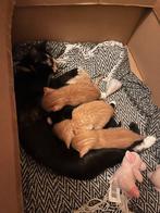 Lieve kittens te koop, Dieren en Toebehoren, Katten en Kittens | Overige Katten, Meerdere dieren, Kortharig, 0 tot 2 jaar