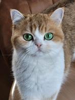 Britse korthaar, Dieren en Toebehoren, Katten en Kittens | Raskatten | Korthaar, Poes, Met stamboom