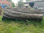 Boomstammen - Onbewerkt, Doe-het-zelf en Verbouw, Hout en Planken, Ophalen, Gebruikt, Overige typen, 250 tot 300 cm