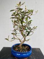 Bonsai Olea, Olijfboompje leuke Bonsai voor de starter nr. 1, Ophalen of Verzenden, Volle zon, Overige soorten, Minder dan 100 cm