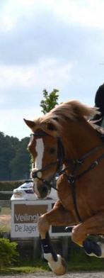 Hoofdstel mexicaanse neusriem cob, Dieren en Toebehoren, Ophalen of Verzenden, Zo goed als nieuw, Springen