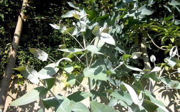 Eukaliptus Blue Gum plant Bio beschikbaar voor biedingen