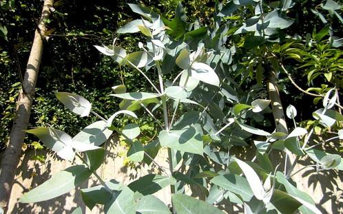 Eukaliptus Blue Gum plant Bio, Tuin en Terras, Planten | Tuinplanten, Vaste plant, Overige soorten, Halfschaduw, Zomer, Ophalen