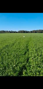 Gevraagd kleine percelen landbouwgr. / grasland / bosgrond, Zakelijke goederen, Agrarisch | Agrarisch Onroerend goed, Ophalen