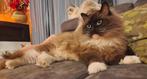 Te koop: Seal mink mitted ragdoll dekkater met stamboom, Dieren en Toebehoren, Katten en Kittens | Raskatten | Langhaar, Kater