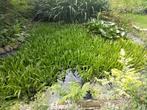 Zeer veel krabbescheer voor heldere en natuurlijke vijver, Tuin en Terras, Ophalen, Nieuw