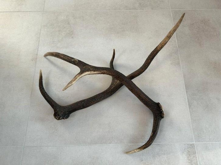 Decoratieve geweien, los koppel hert, edelhert, Verzamelen, Dierenverzamelingen, Gebruikt, Gewei of Kop, Hert, Ophalen of Verzenden