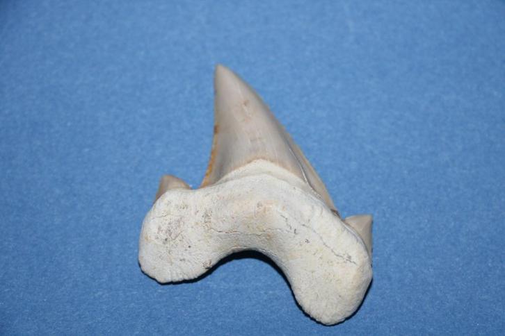 Haaientand Otodus obliquus, Verzamelen, Mineralen en Fossielen, Fossiel, Ophalen of Verzenden