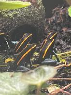 Phyllobatus Vittatus gifkikkertjes, Dieren en Toebehoren, Reptielen en Amfibieën, Amfibie, 0 tot 2 jaar