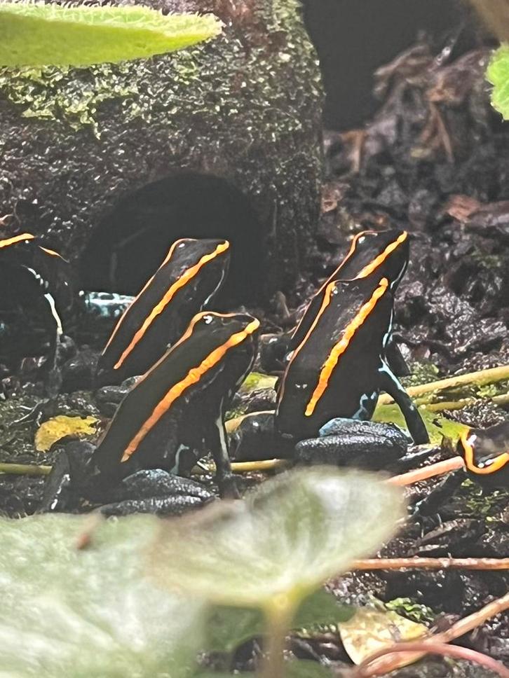 Phyllobatus Vittatus gifkikkertjes