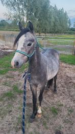 2 jarige welshe ruin wordt een B/C pony, Dieren en Toebehoren, Pony's, Gechipt, Ruin, 0 tot 2 jaar, Onbeleerd