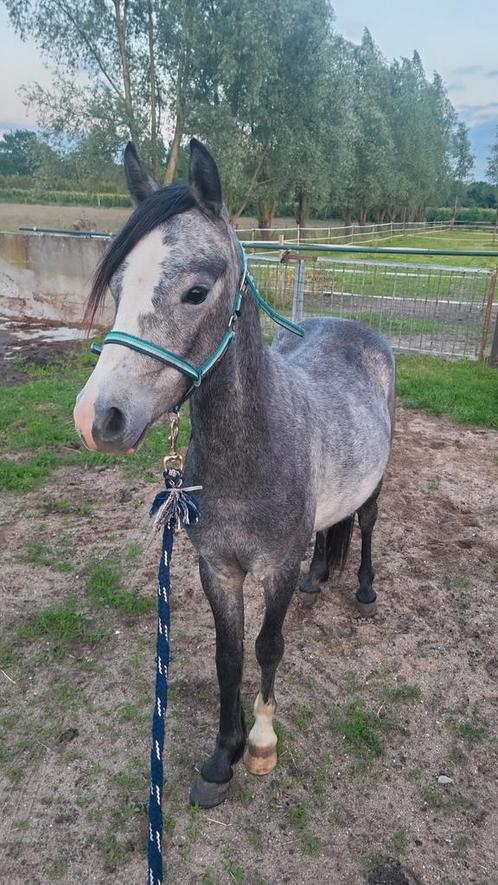 2 jarige welshe ruin wordt een B/C pony, Dieren en Toebehoren, Pony's, Ruin, Onbeleerd, Recreatiepony, 0 tot 2 jaar, Met stamboom