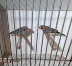 Koppel zebravinken, Dieren en Toebehoren, Meerdere dieren, Tropenvogel, Geringd