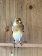 Bastaart putter man, Dieren en Toebehoren, Vogels | Overige Vogels, Mannelijk, Wildzangvogel