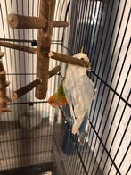 Koppel agapornis samen met kooi (papegaai), Dieren en Toebehoren, Vrouwelijk, Zangkanarie