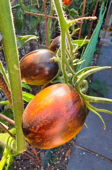 Tomaat Brad's Atomic Grape  beschikbaar voor biedingen