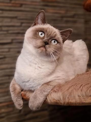 Siberische / bitskorthaar poes gesteriliseerd  beschikbaar voor biedingen