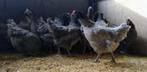 Australorp kippen., Dieren en Toebehoren, Pluimvee, Vrouwelijk, Kip