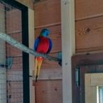 Koppel Wildkleur roodbuik turquoisine, Meerdere dieren, Parkiet, Geringd