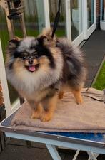 Dekreu Dwergkees Pomeranian Pomeriaan, Dieren en Toebehoren, Honden | Dekreuen, Particulier, Rabiës (hondsdolheid), 1 tot 2 jaar