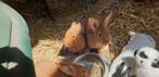 Jonge konijntjes (Thrianta), Dieren en Toebehoren, Konijnen, Vrouwelijk, Middelgroot, 0 tot 2 jaar