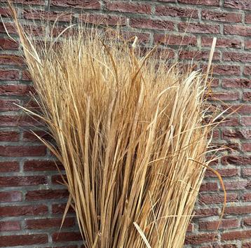 Riet pluimen 