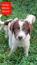 4 lieve schatten ter adoptie!, Rabiës (hondsdolheid), 15 weken tot 1 jaar, Handelaar, Buitenland