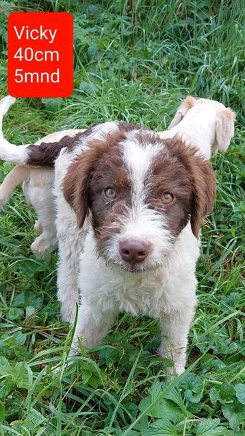 4 lieve schatten ter adoptie!  beschikbaar voor biedingen