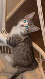 Maincoon x Europese korthaar poesje en een katertje te koop!, Dieren en Toebehoren, Katten en Kittens | Raskatten | Korthaar, Meerdere dieren