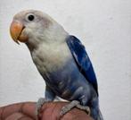 Schitterende jonge Agapornis Fischeri, Dieren en Toebehoren, Vogels | Parkieten en Papegaaien, Meerdere dieren, Dwergpapegaai of Agapornis