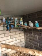 Grasparkieten, Meerdere dieren, Parkiet