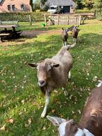 Hoornloze Toggenburger bok., Dieren en Toebehoren, Schapen, Geiten en Varkens, Mannelijk, Geit, 0 tot 2 jaar