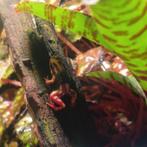 Epipedobatus anthonyi leggroep 6 stuks, Dieren en Toebehoren, Juli, Meerdere dieren