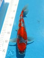 HQ Goshiki Jumbo Tosai 29-31cm Conias Japan Koi, Dieren en Toebehoren, Vissen | Vijvervissen, Karper of Koi