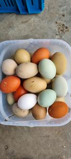 Leghennen bonte eieren, Dieren en Toebehoren, Kip, Vrouwelijk