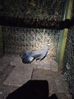 Blauwoor fazant te koop, Dieren en Toebehoren, Pluimvee, Geslacht onbekend, Overige soorten