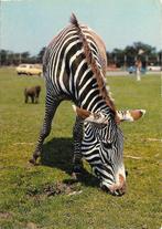 Ansichtkaart	Hilvarenbeek	Beekse Bergen	Safaripark	Zebra, Verzamelen, Verzenden, 1980 tot heden, Gelopen, Noord-Brabant
