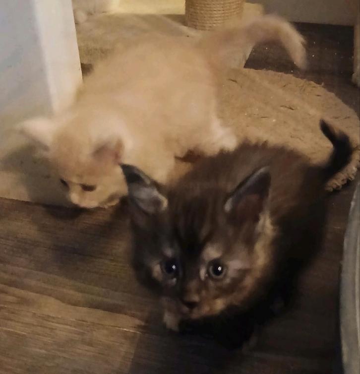 Main coon kittens nog 1 poesje in optie tot dinsdag., Dieren en Toebehoren, Katten en Kittens | Raskatten | Langhaar, Meerdere dieren