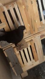 Mooie zwarte duif , hij is jong van dit jaar 2025 voor 10€, Mannelijk